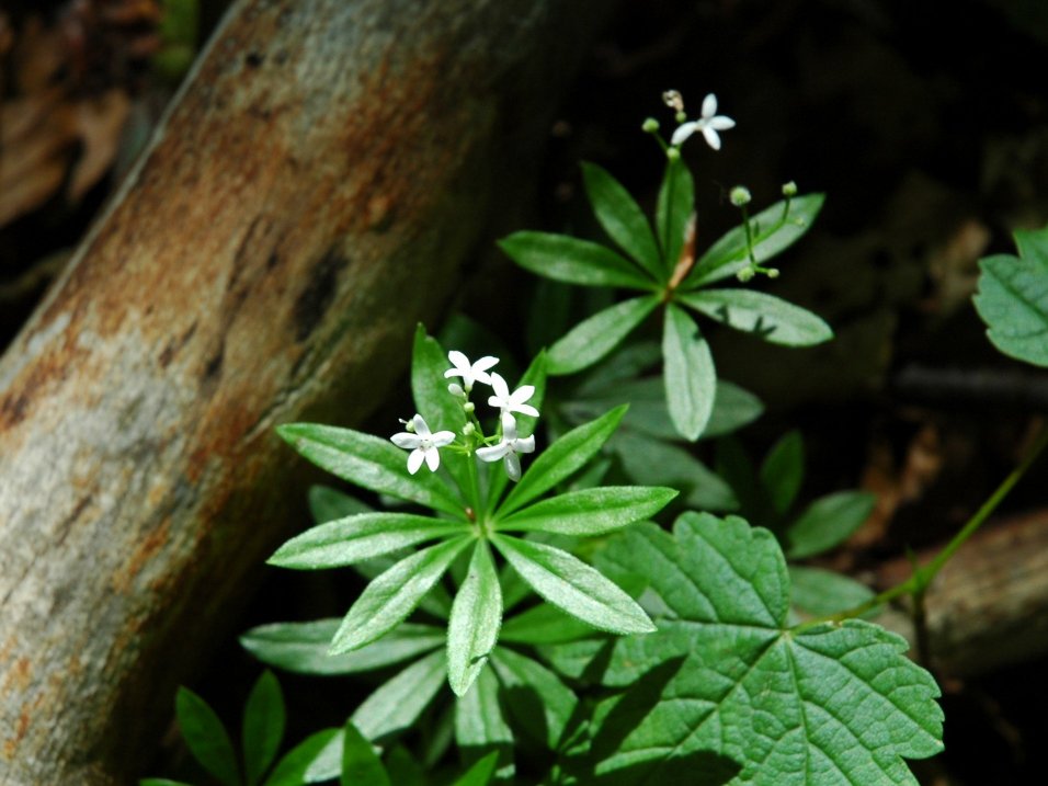 Galium odoratum / Stellina odorosa